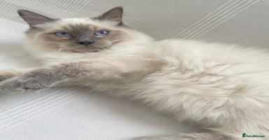 Ragdoll cats - Advert 9