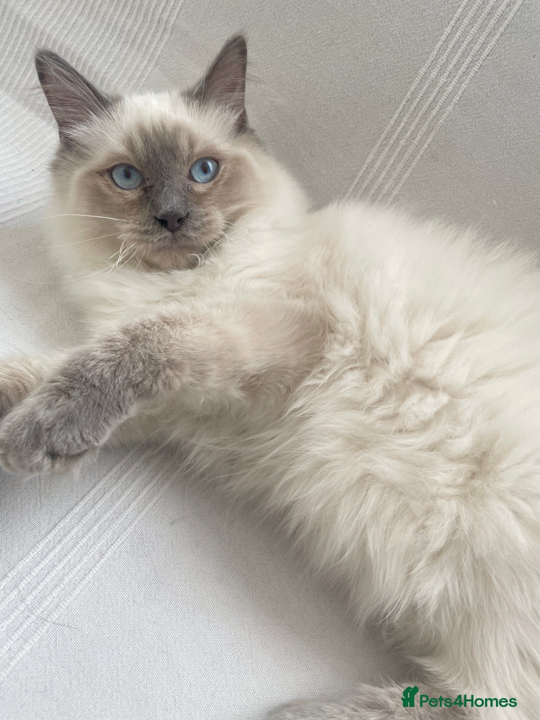Ragdoll cats for sale: Ragdoll male kittens  - Image 2