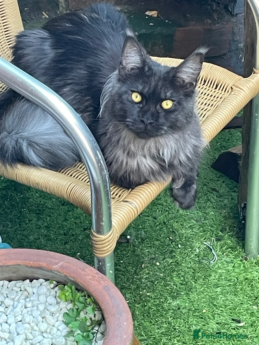 Maine Coon cats for sale: Maine Coon Kittens  - Advert 20