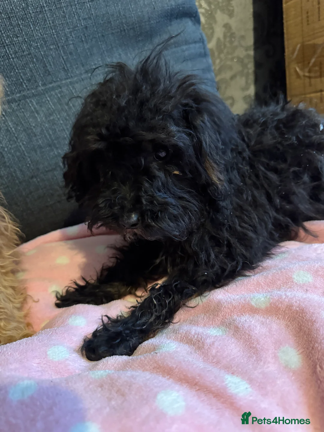 Cockapoo dogs for sale: Poodle  - Advert 7