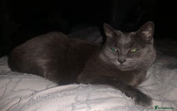Russian Blue cats for sale: Russian Blue Mother and Daughter - Image 3
