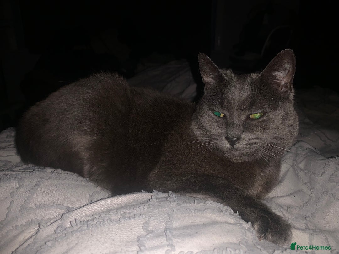 Russian Blue cats for sale: Russian Blue Mother and Daughter - Image 3