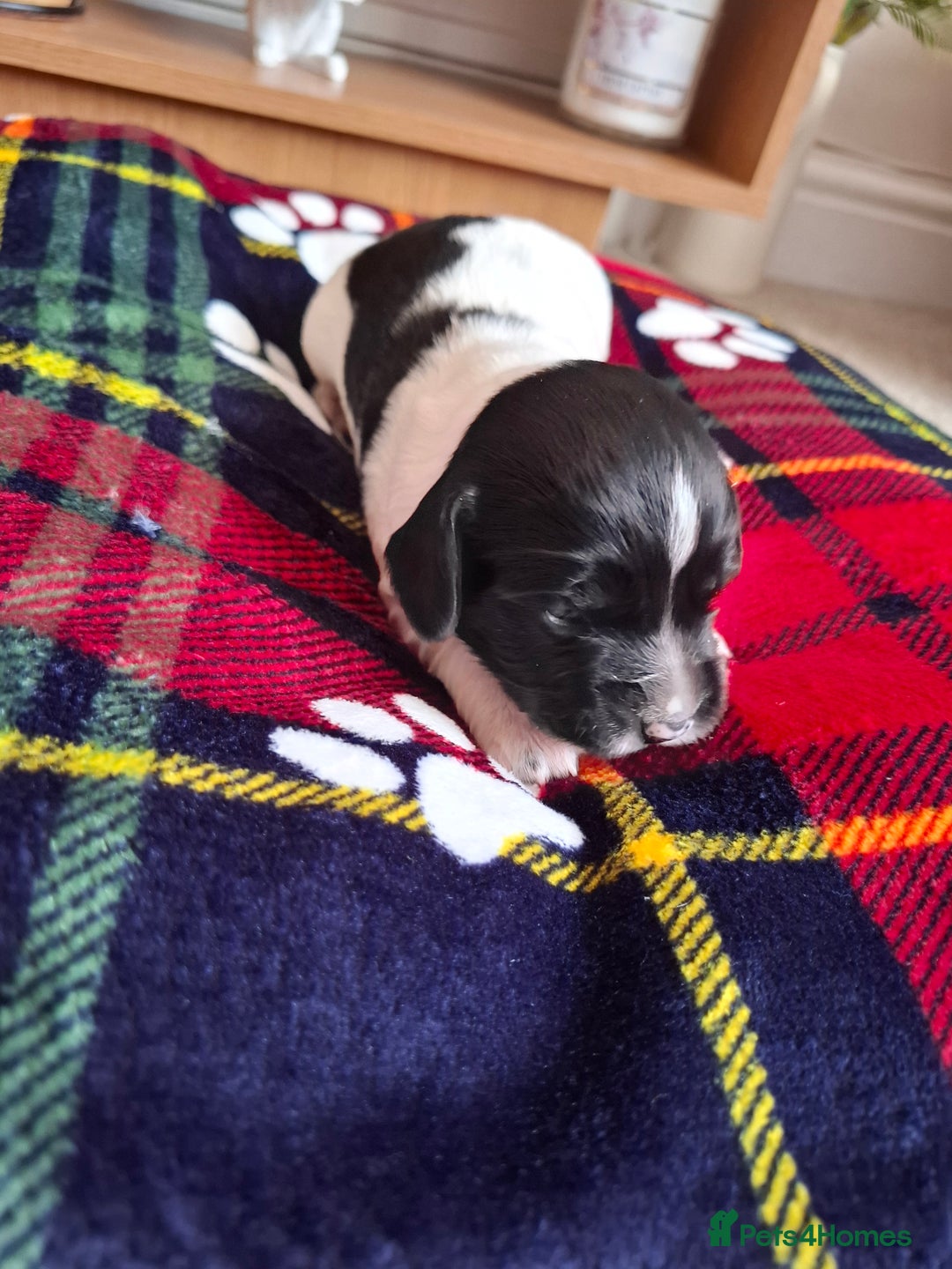 Sprocker dogs for sale: Sprocker puppies - Image 7