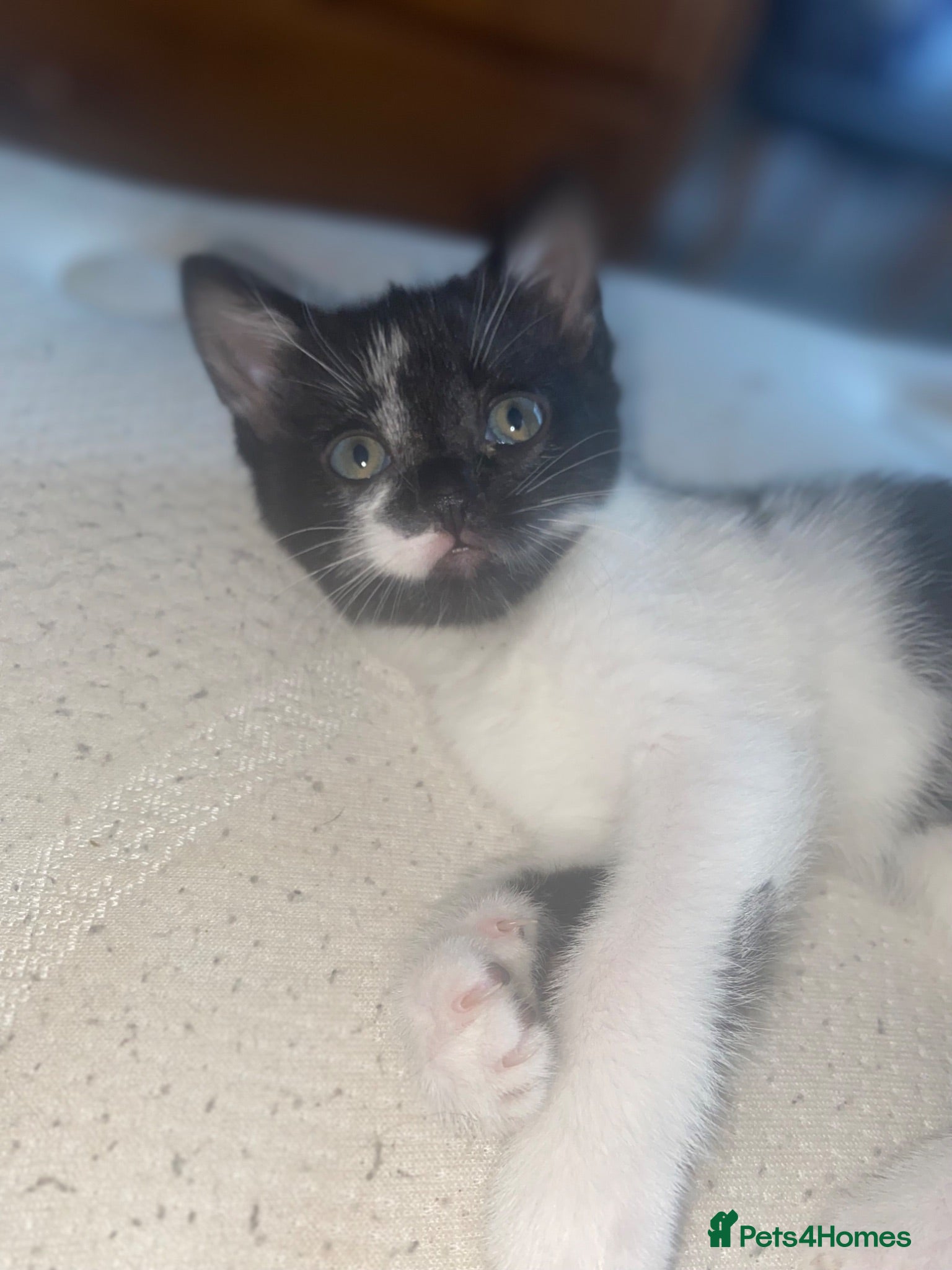 Mixed Breed cats Beautiful Kittens for sale  - Advert 16