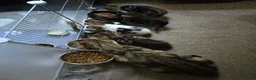 Mixed Breed cats for sale: Three beautiful kittens for sale  - Advert 13