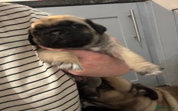 Mixed Breed dogs for sale: Pug X puppies for sale-  1 girl 1 boy - Image 12