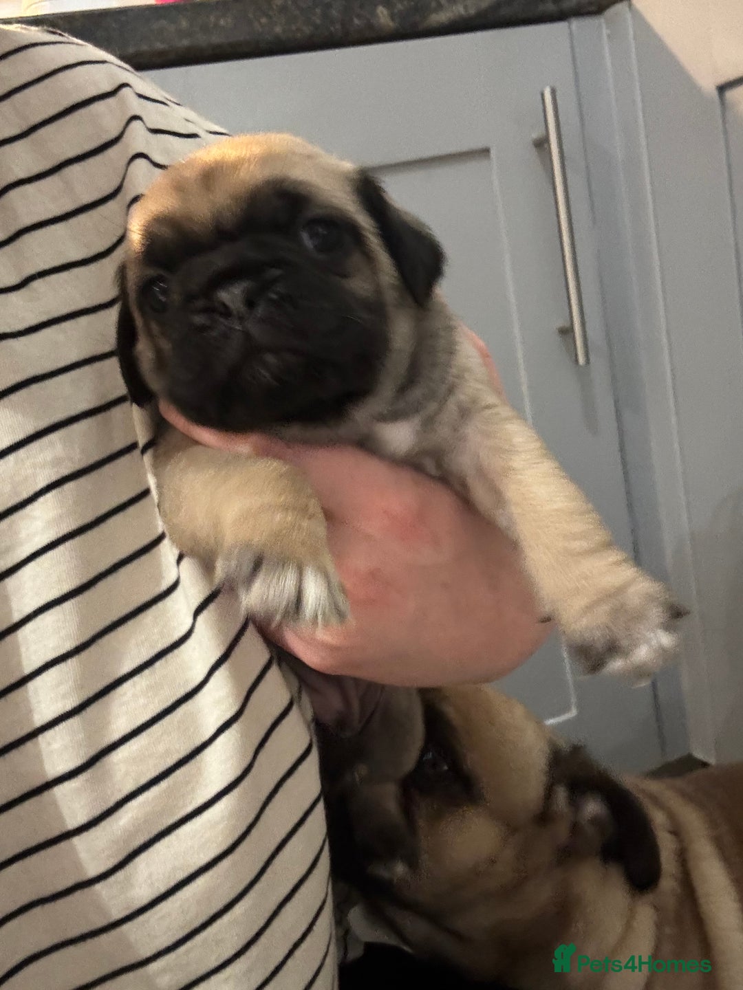 Mixed Breed dogs for sale: Pug X puppies for sale-  1 girl 1 boy - Image 12