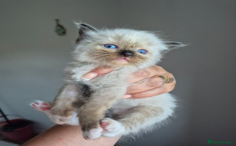 Ragdoll cats - Advert 12