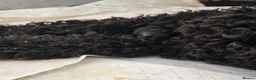 Mini Goldendoodle dogs for sale: Beautiful goldendoodle puppies - Advert 2
