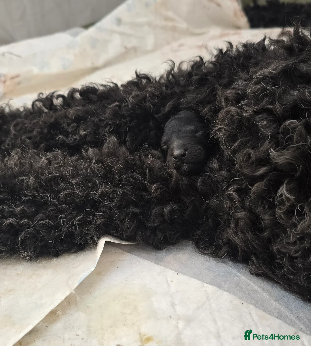 Mini Goldendoodle dogs for sale: Beautiful goldendoodle puppies - Advert 2