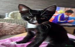 Domestic Shorthair cats for sale: Last male kitten - Image 1