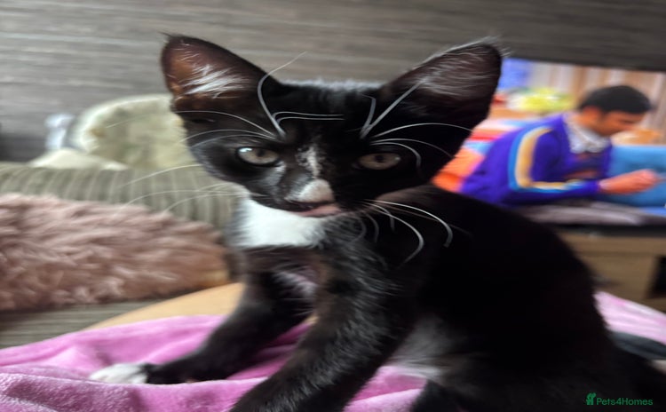 Domestic Shorthair cats - Advert 4