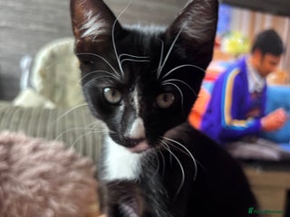 Domestic Shorthair cats - Advert 18