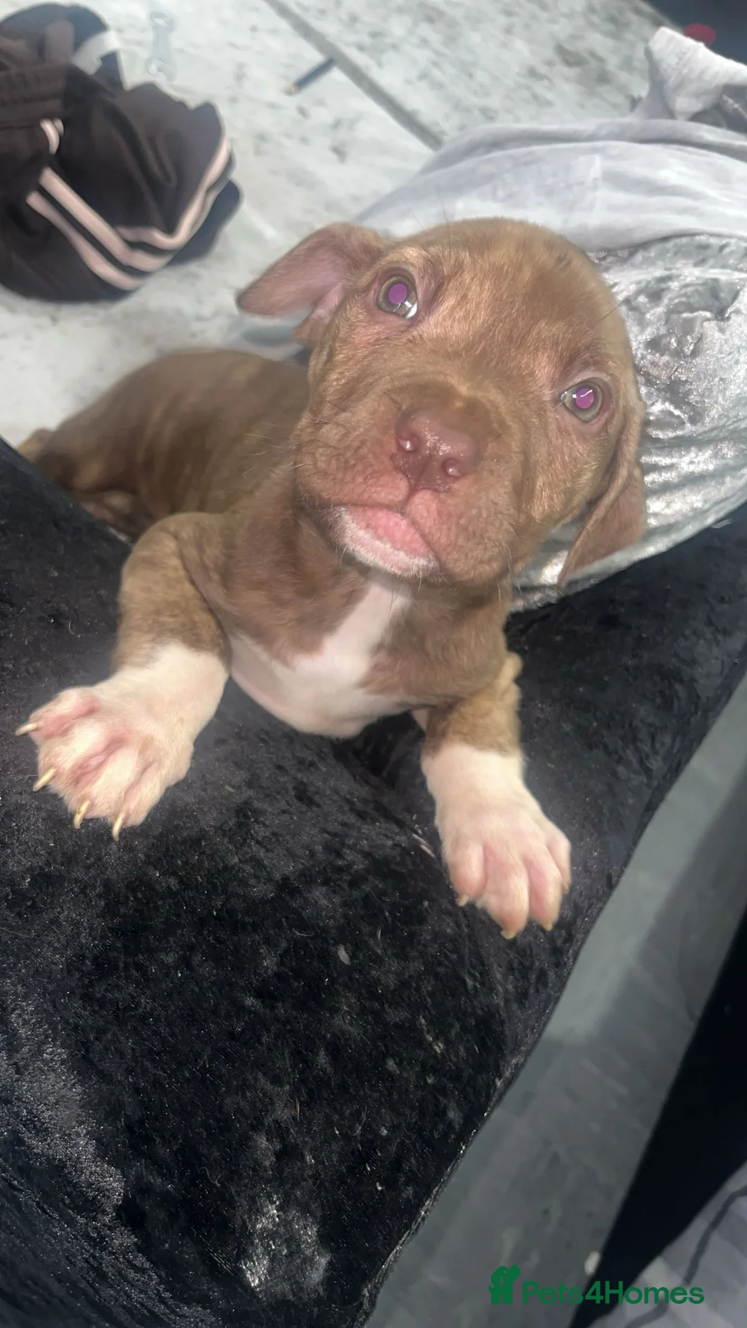 Mixed Breed dogs for sale:  Chunky Staffy x Cane Corso Puppies  - Advert 14