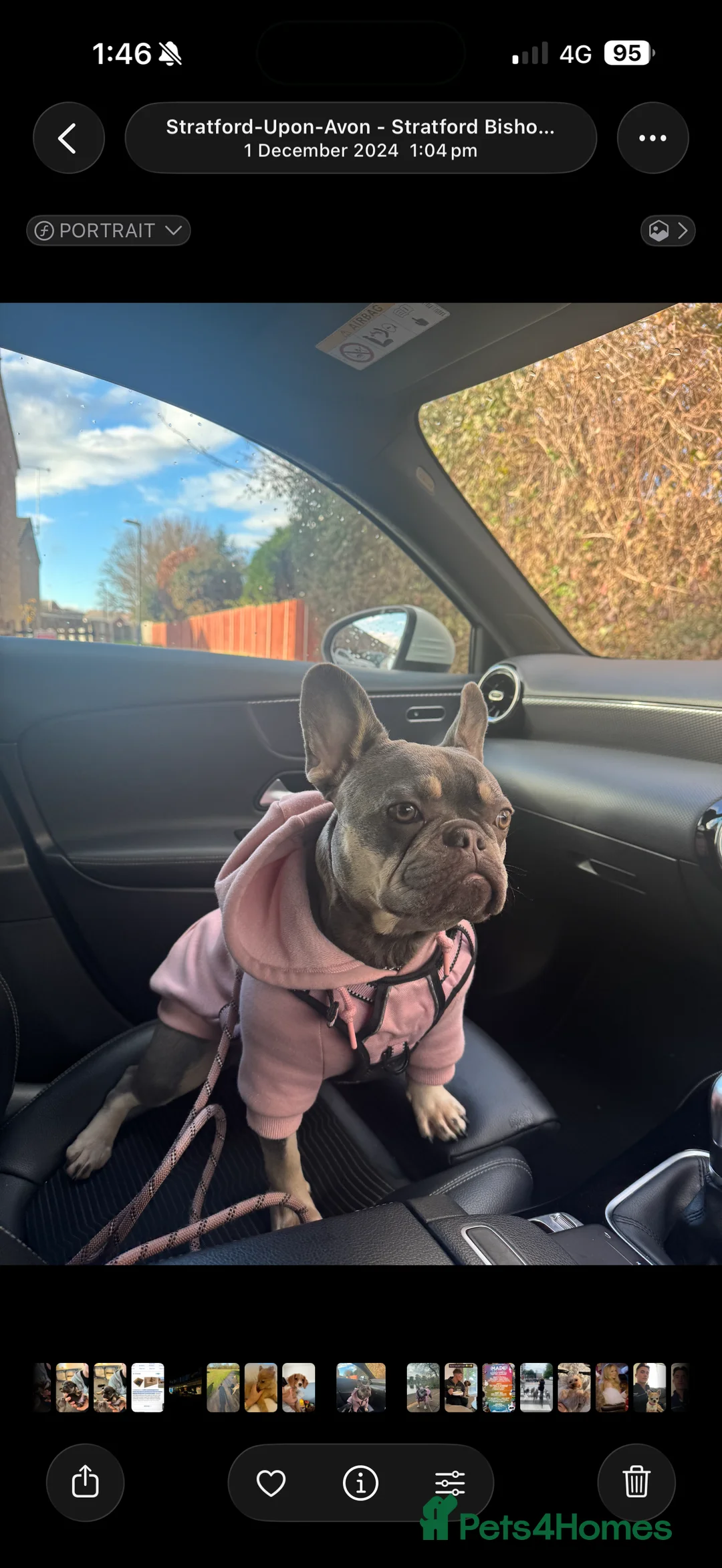 French Bulldog dogs for sale: Beautiful French bulldog puppies  in Stratford-upon-Avon - Advert 1