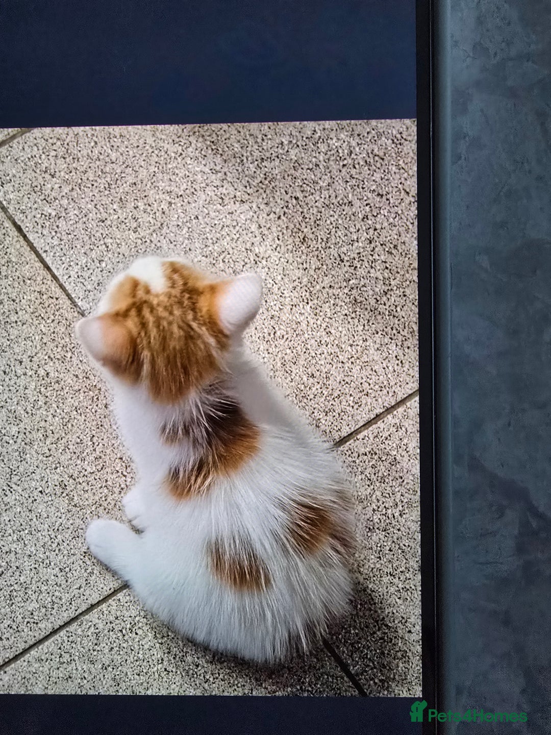 Mixed Breed cats for sale: Ginger kittens - Advert 18