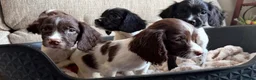 English Springer Spaniel dogs for sale: Our lovely Springer Spaniel puppies 🐾 in York - Advert 4