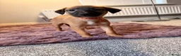 Mixed Breed dogs for sale: All Girls Greyhound/Whippet/Lurcher Cross Puppies! - Advert 24
