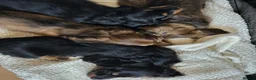 Miniature Dachshund dogs for sale: Viewings available this weekend, Longhaired  - Advert 16
