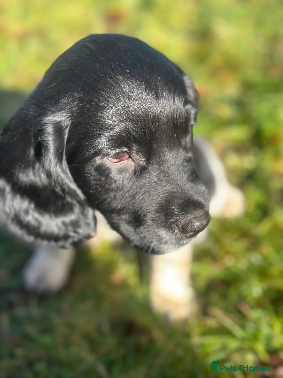 English Springer Spaniel dogs for sale: Black and White Springer Male in Macclesfield - Advert 7