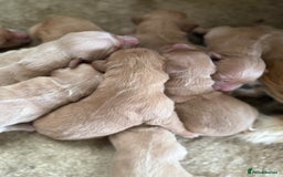 Golden Retriever dogs for sale: Stunning Top Quality Lines Golden Retriever Pups - Image 4
