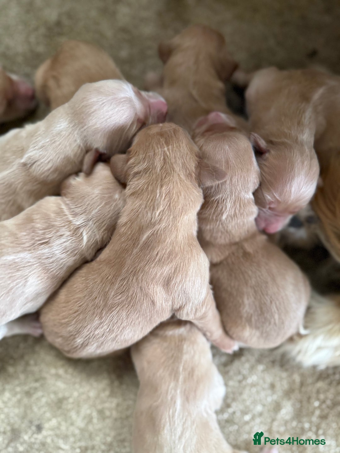 Golden Retriever dogs for sale: Stunning Top Quality Lines Golden Retriever Pups - Image 4