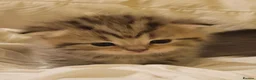 Scottish Fold cats for sale: Scottish fold  - Advert 32