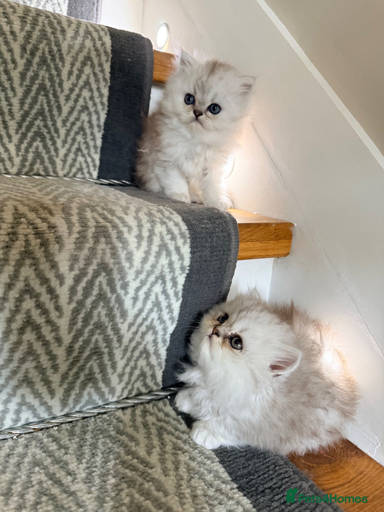 Persian cats 🐾 TWO BEAUTIFUL PERSIAN KITTENS AVAILABLE 🐾 - Advert 1