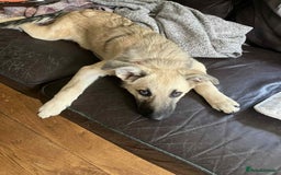 Mixed Breed dogs for adoption: MITZI, 7 months 18kg, friendly, house trained - Image 8