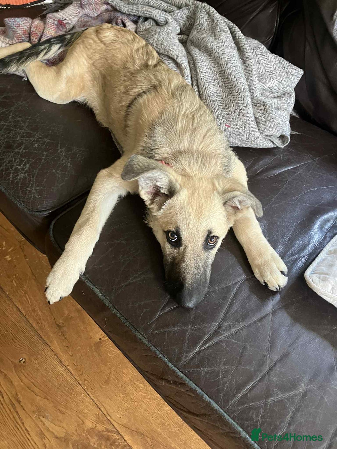 Mixed Breed dogs for adoption: MITZI, 7 months 18kg, friendly, house trained - Image 8
