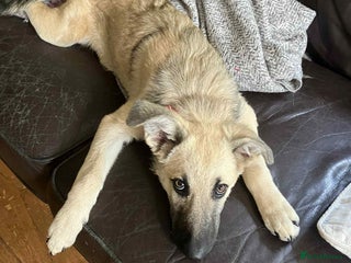 Mixed Breed dogs - Advert 4