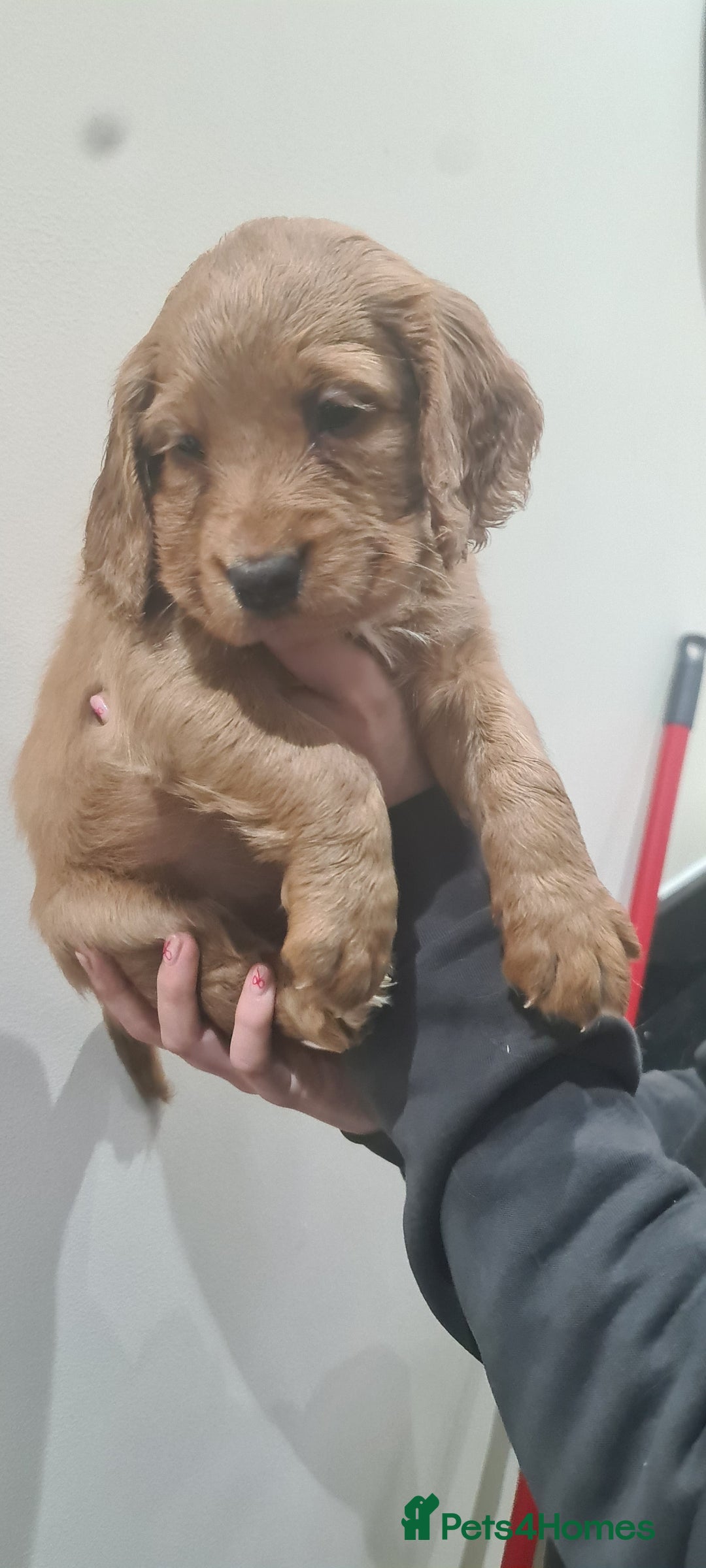 Cocker Spaniel dogs for sale: Beautiful KC Cocker Spaniel Puppies for sale  - Advert 14