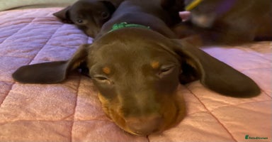 Miniature Dachshund dogs - Advert 11