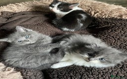 British Shorthair cats for sale: 5 kittens for sale  - Advert 8