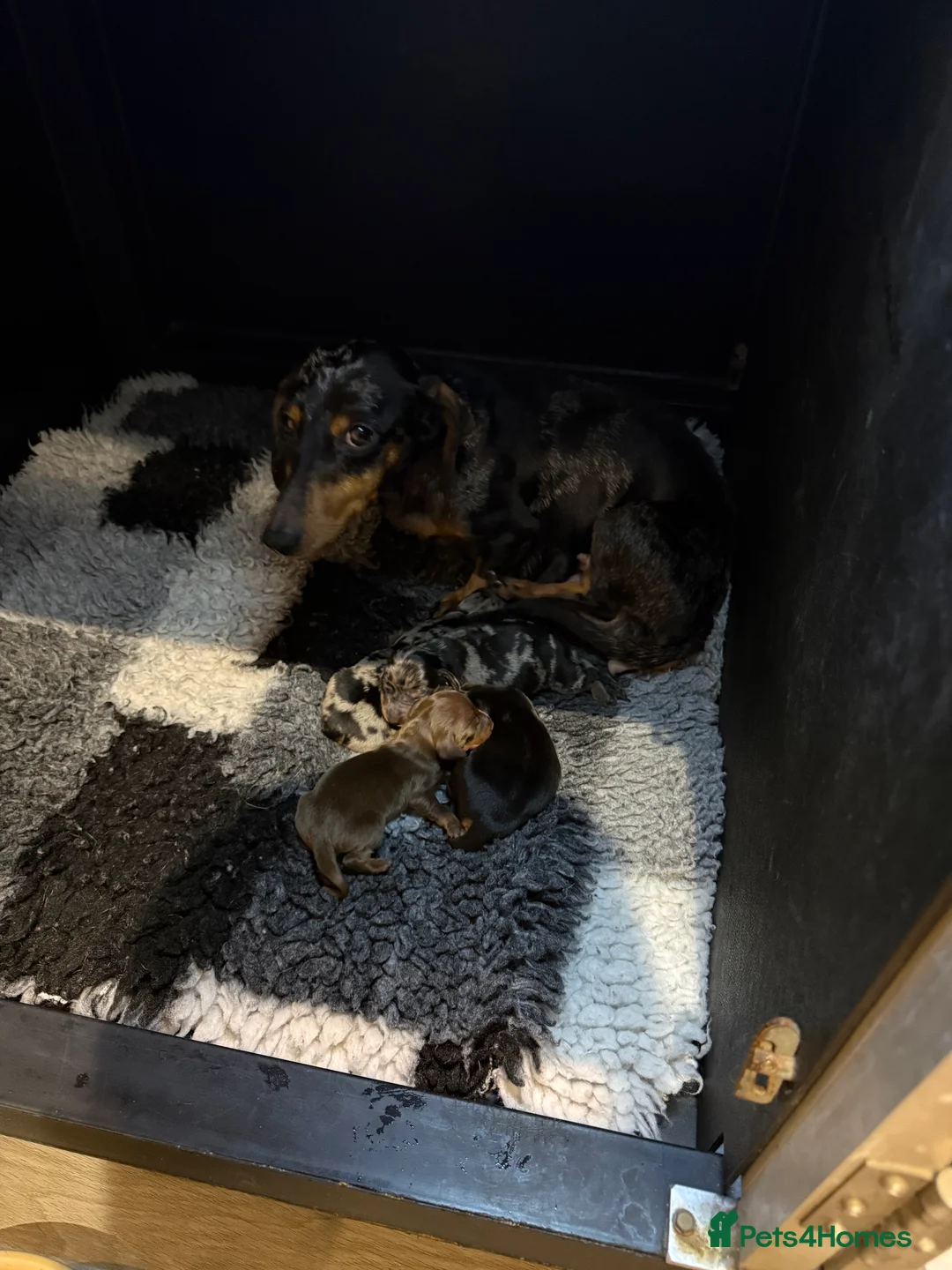 Miniature Dachshund dogs for sale: ⭐️MINATURE DACHSHUND PUPPIES⭐️ - Advert 6
