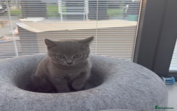 British Shorthair cats for sale: British Blue Shorthair  - Image 2