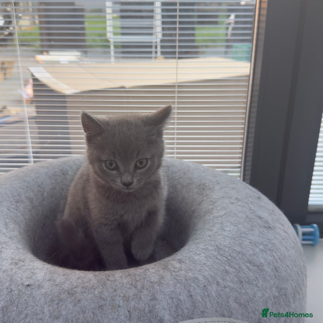 British Shorthair cats for sale: British Blue Shorthair  - Image 2
