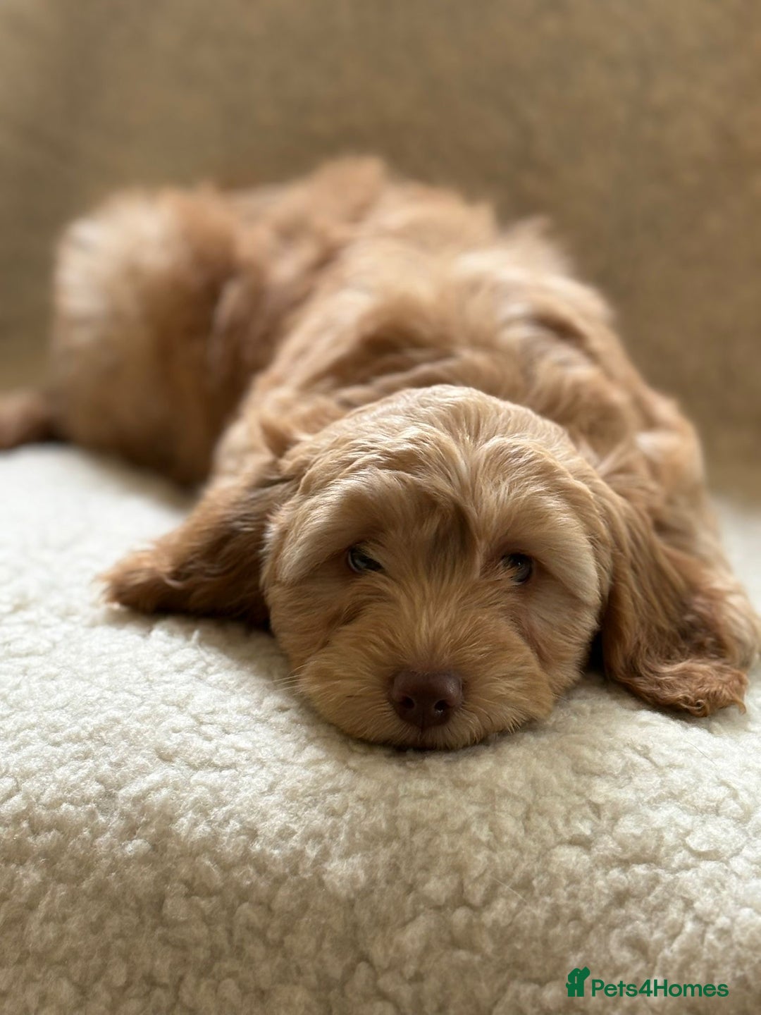 Cockapoo dogs for sale: Stunningly beautiful cockapoo puppies  - Advert 5