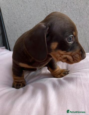 Miniature Dachshund dogs - Advert 1