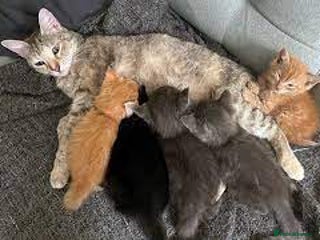 British Shorthair cats 3 fluffy kittens - Advert 1