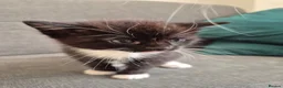 European cats for sale: 🐾AdorableKitten's BoysGirls LookingforLovingHomes - Advert 8