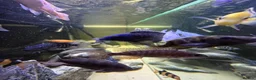 Cichlids fish for sale: Fish tank full set up  - Advert 5