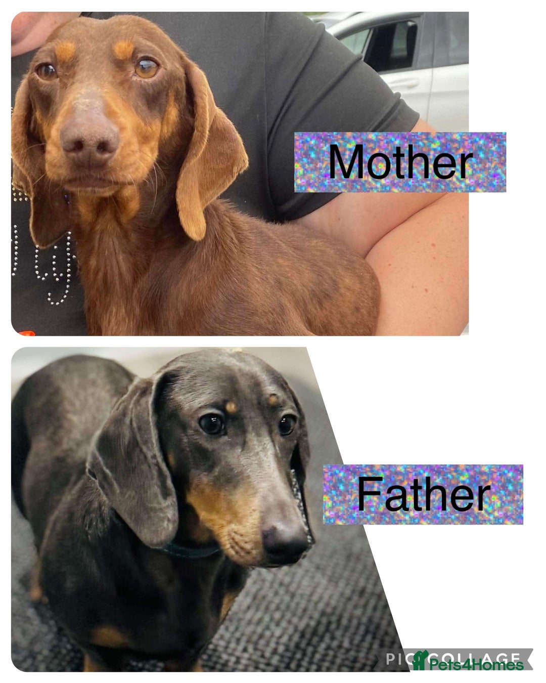 Miniature Dachshund dogs for sale: Miniature dachshund puppy’s - Image 5