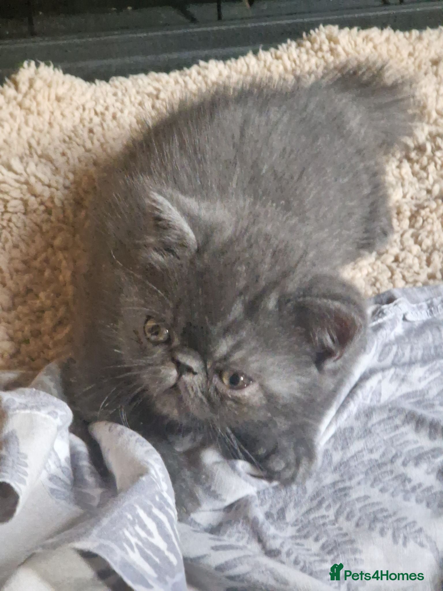 Persian cats Beautiful Persian exotics  - Advert 6