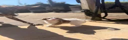 Sproodle dogs for sale: Outstanding Rare F1 Sproodle Puppies for sale  - Advert 15