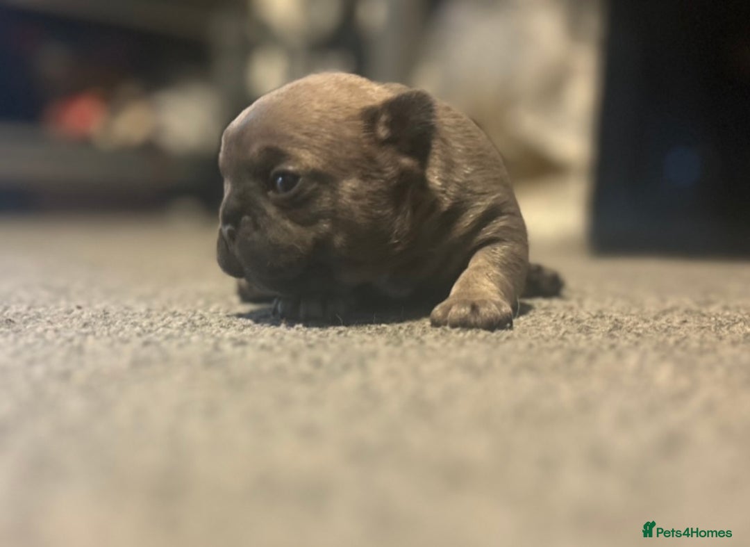 French Bulldog dogs for sale: French bulldog pup - Advert 5