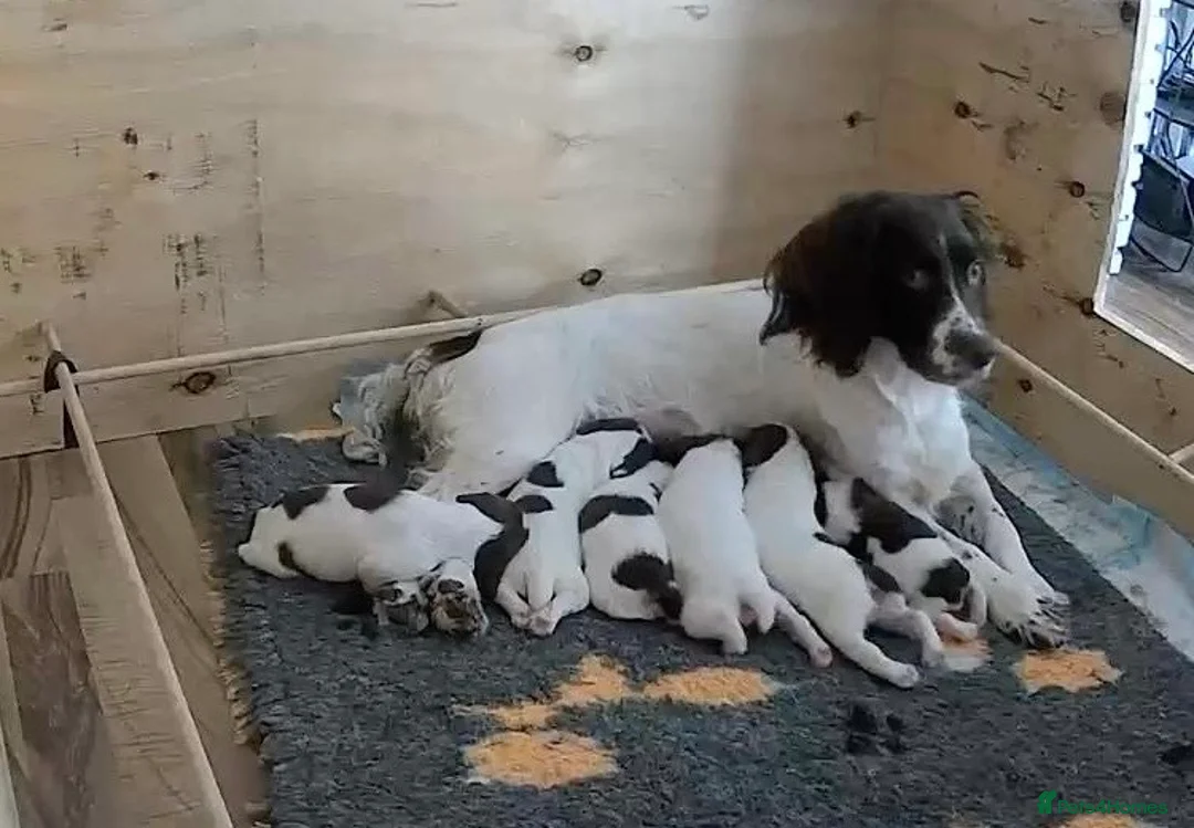 English Springer Spaniel dogs for sale: 4 springer spaniel dog puppies for sale - Advert 2