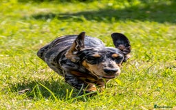 Miniature Dachshund dogs for sale: Pra clear mini smooth dachshund pups - Image 6