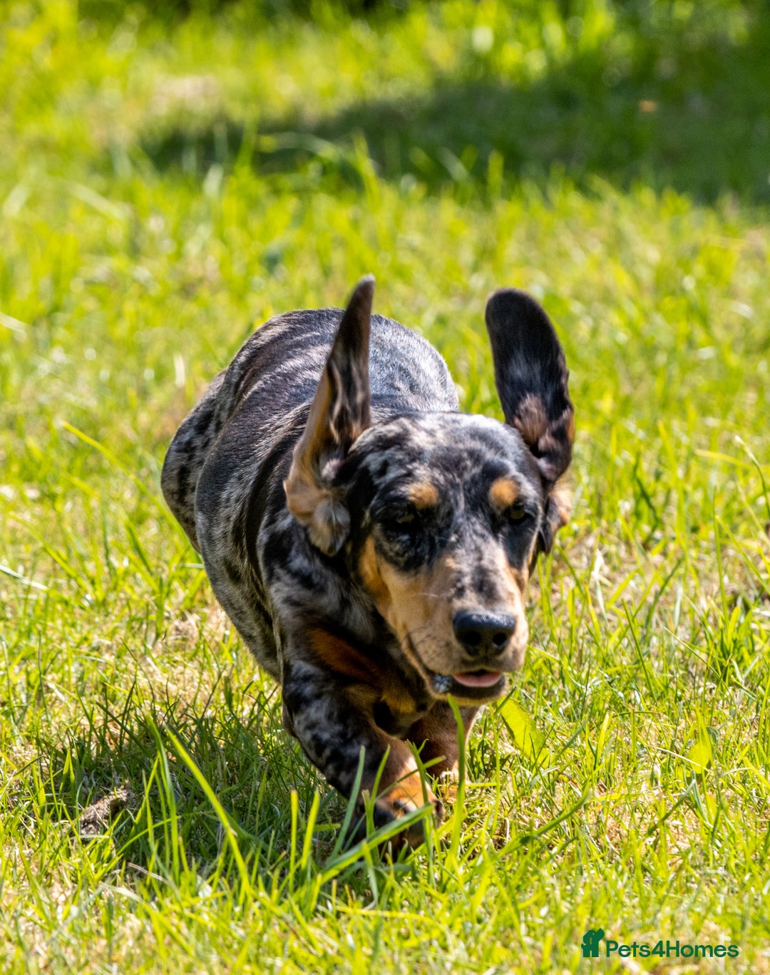Miniature Dachshund dogs for sale: Pra clear mini smooth dachshund pups - Image 6