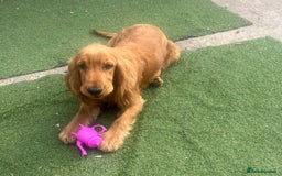 Cocker Spaniel dogs for sale: Crocker spaniel puppy's  - Image 12